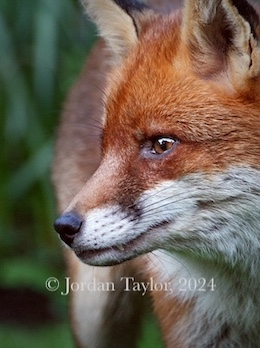 Red Fox