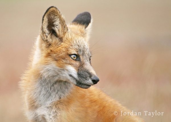 Fox kit